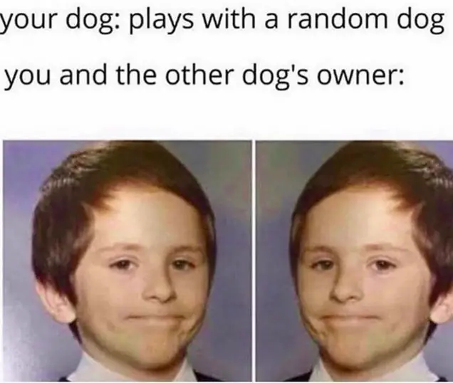 dank meme dog owner