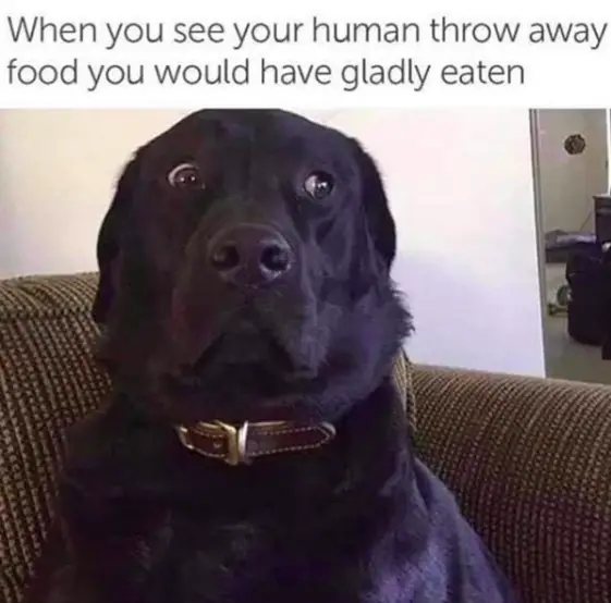 Funny Dog Memes, Videos And GIFs | HumorNama