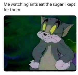watching ants eat sugar meme