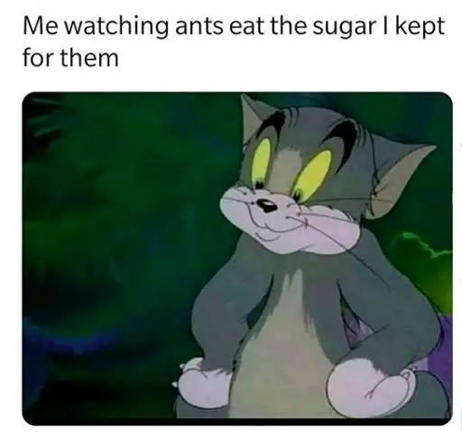 Watching Ants Eat The Sugar