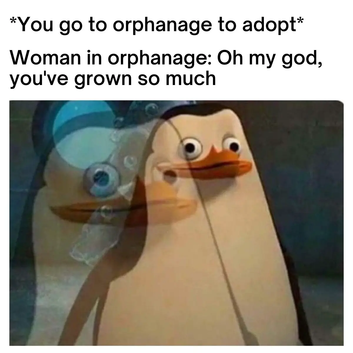 Adoption meme on Confused Private Penguin
