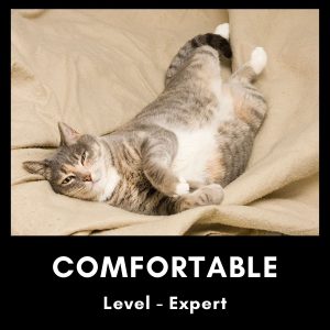 Comfort Meme on Cat