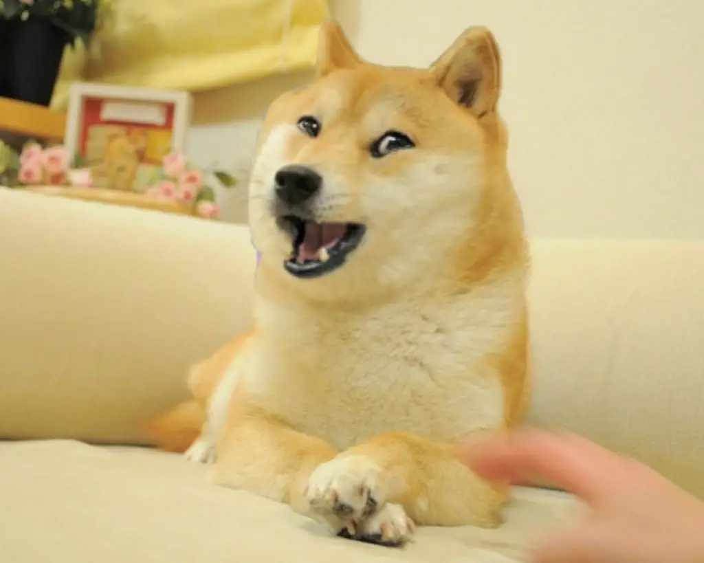 Laughing Doge Meme Template