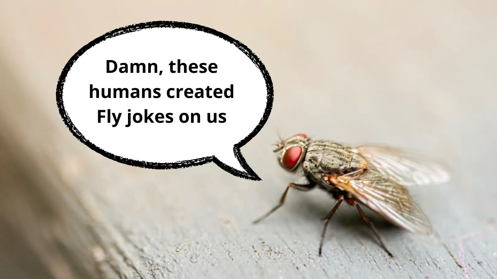 Funny Fly Jokes