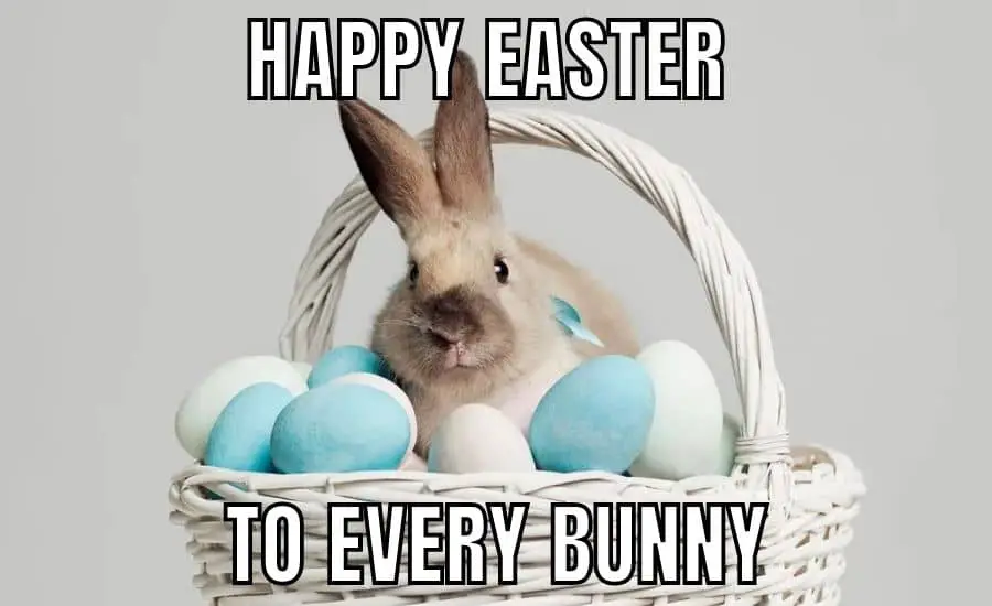 Happy Easter Meme on Bunny