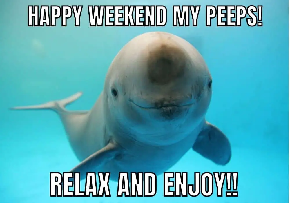 Happy Weekend Meme on Dolphin