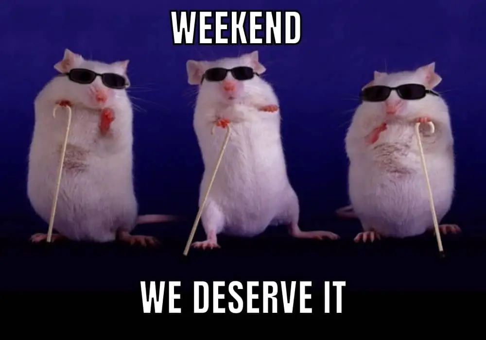 Hilarious Weekend Meme on Dancing Mice