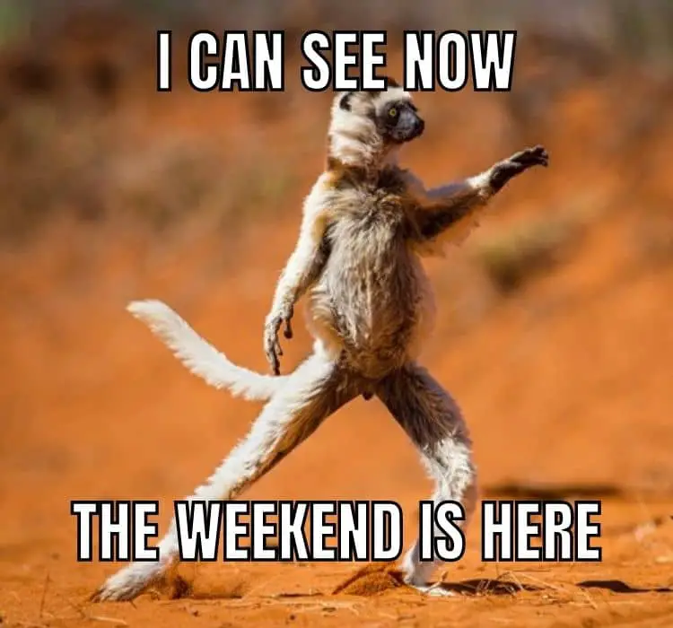 The Weekend Is Here Meme on Animal