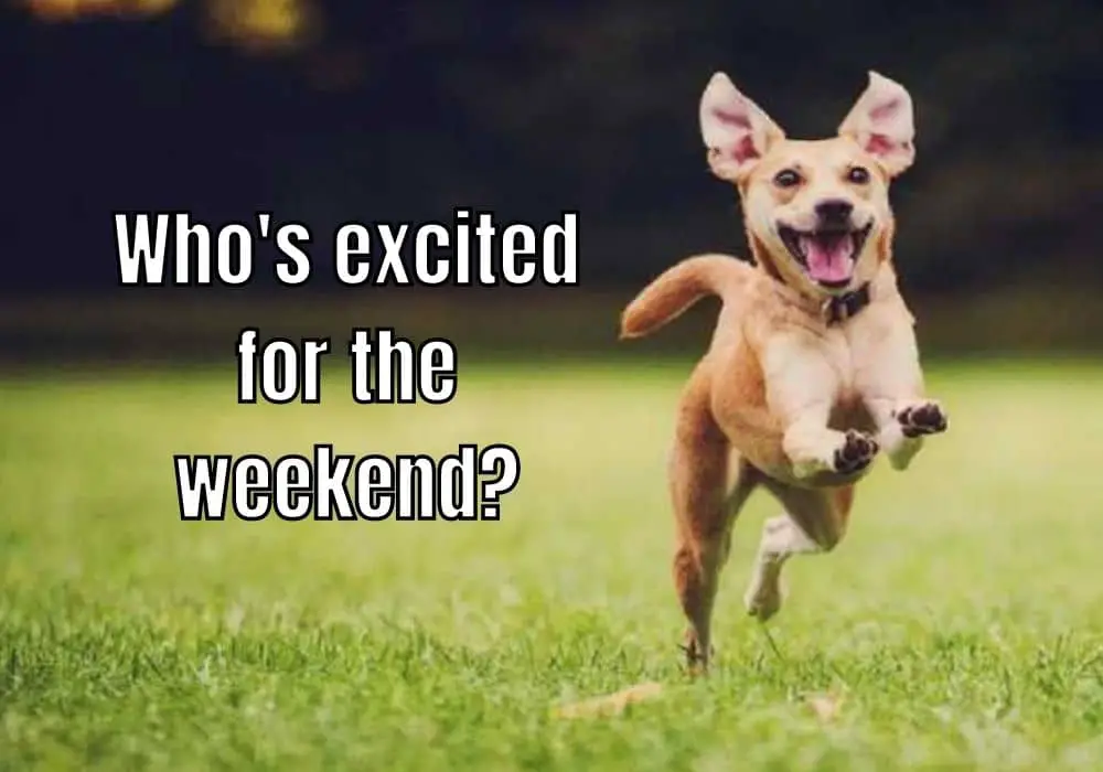 Weekend Excitement Meme on Dog