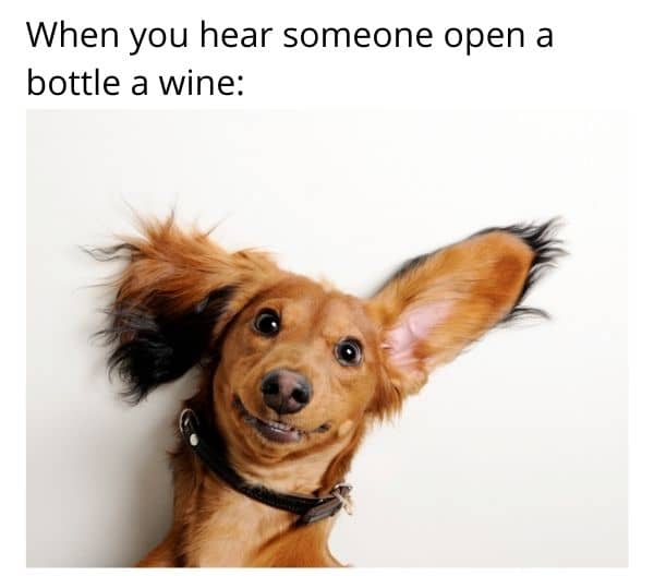 Bottle of wine meme on dog