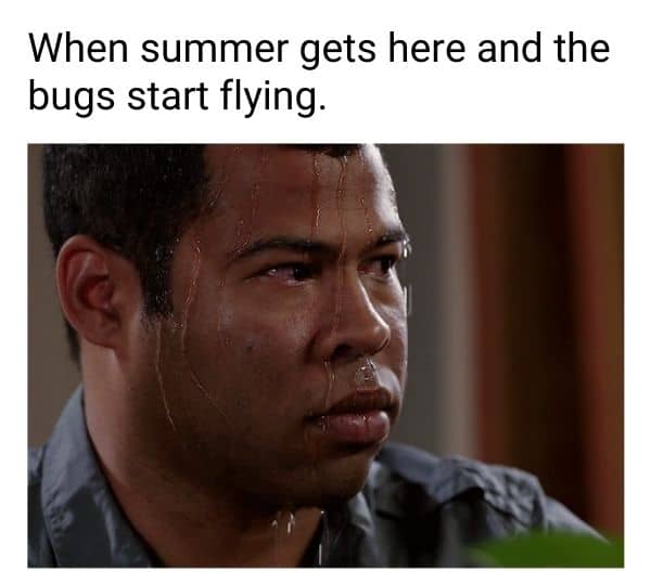 Bugs Meme on Summer