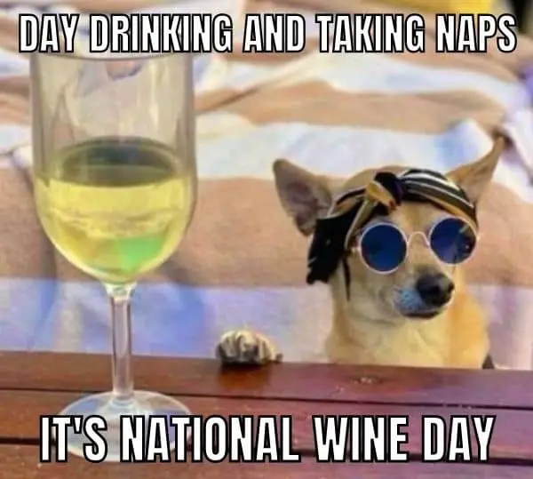 Funny Drinking Wine Meme on Dog