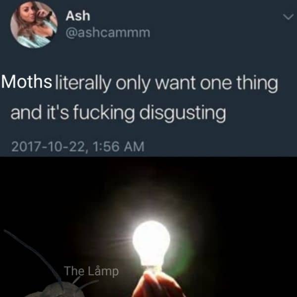 Guys literally want one thing meme on Moth