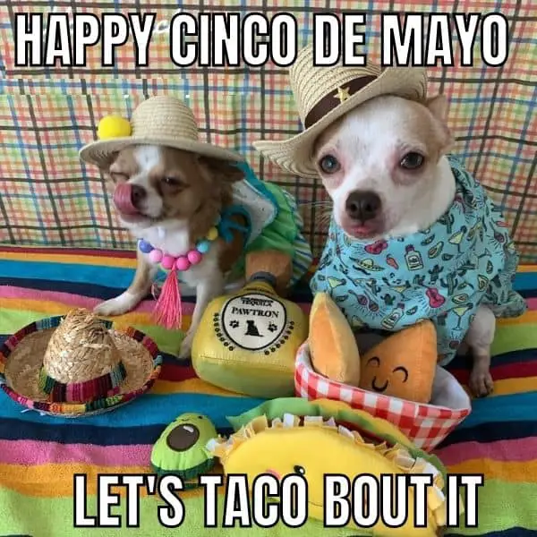 Happy Cinco de Mayo Meme on Lets Taco bout it