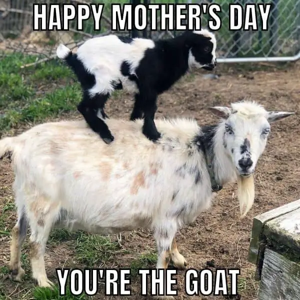 Happy Mothers Day meme on Goat