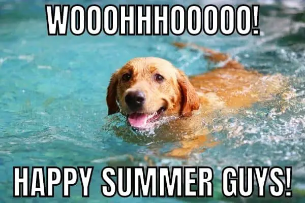 Happy Summer Meme