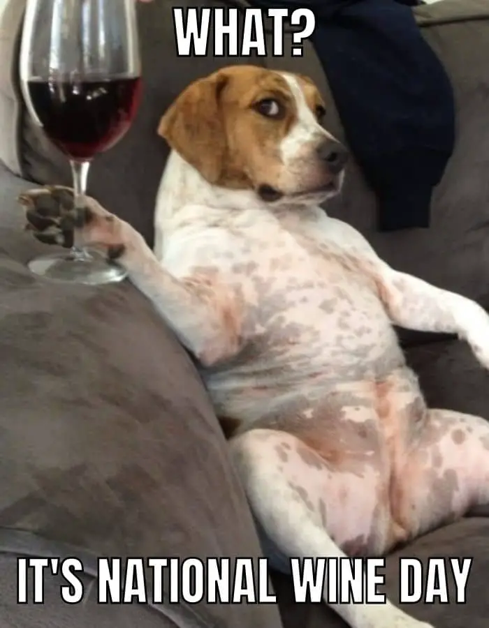 National Wine Day Meme on Dog
