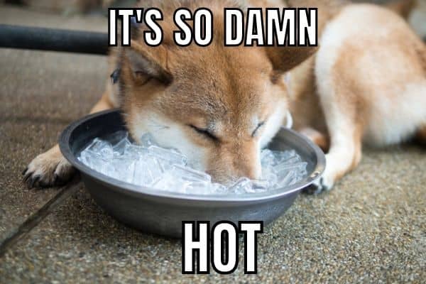 Summer Heat Meme