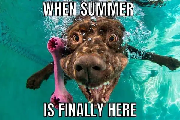 Summer Is Here Meme