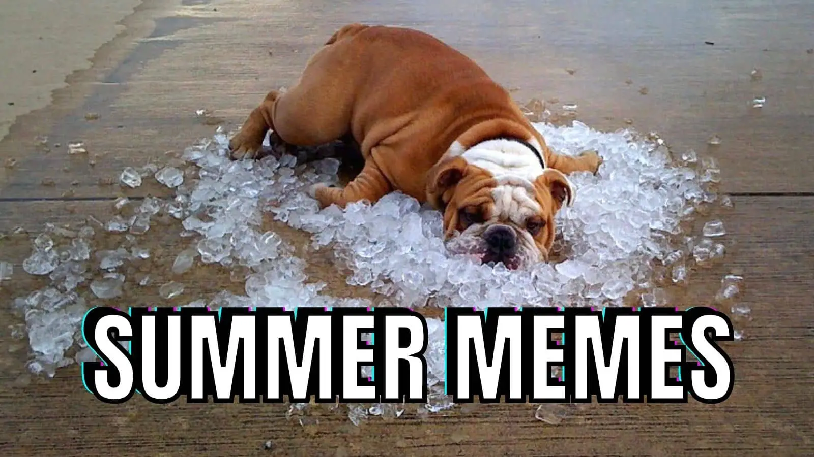 Summer Memes on Dog