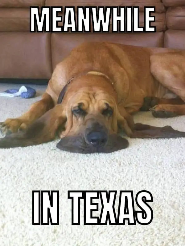 Texas Summer Meme