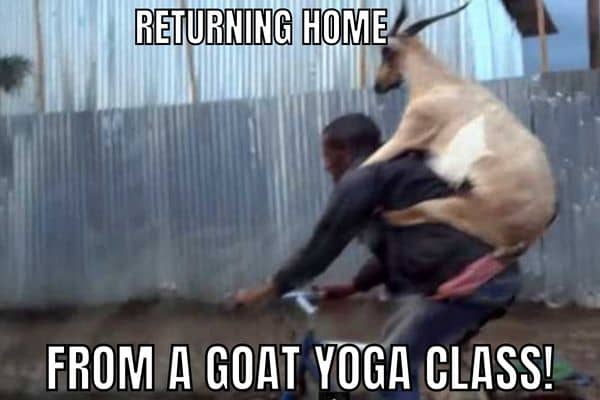 Baby Goat Yoga Class Meme