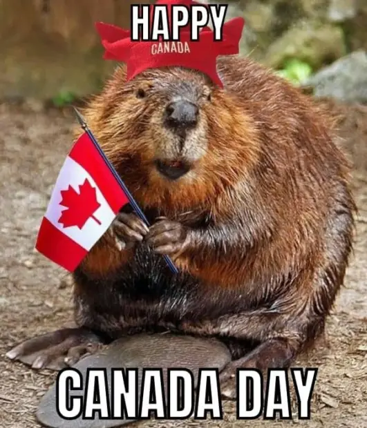 20 Best Canada Day Memes In 2024 That Are Funny AF