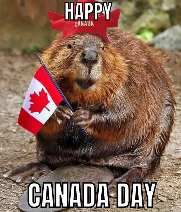 Beaver Meme on Canada