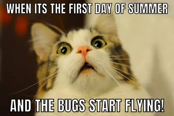 Bugs Meme on First Day of Summer