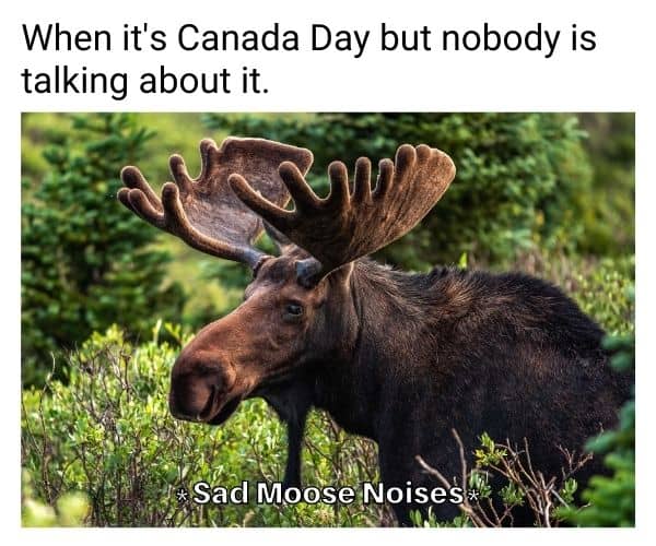 Canada Day Meme on Moose