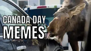 Canada Day Memes on Moose