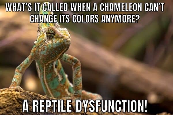 Dad Joke Meme on Chameleon