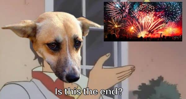 Dog Firecracker Meme on 4th of July