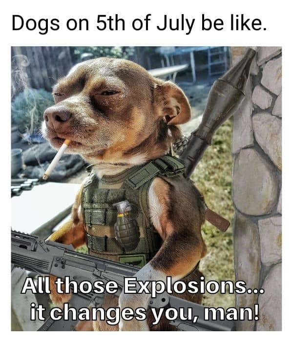Fifth of July Dog Meme