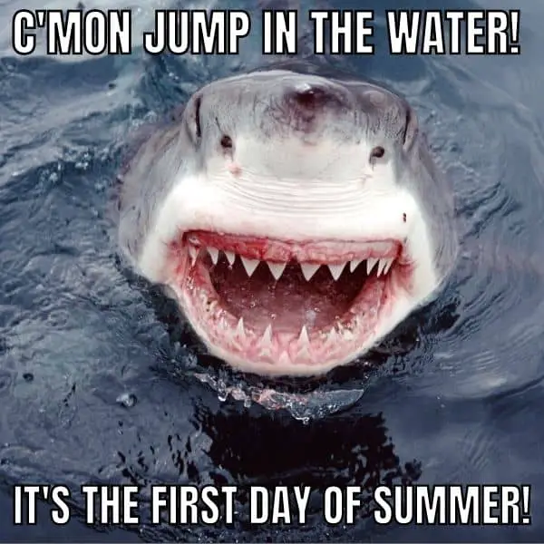 First Day Of Summer Meme on Shark