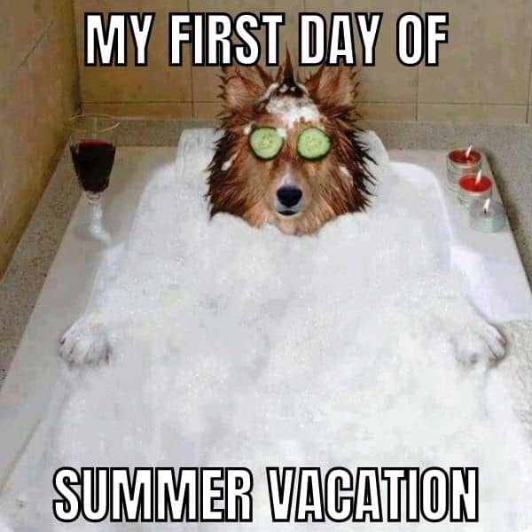 First Day Of Summer Vacation Meme on Dog