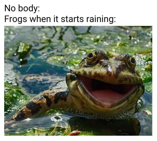 Frog Meme on Rain