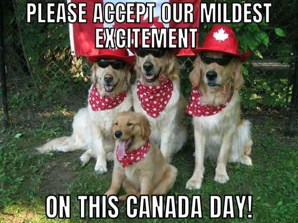 Funny Canada Day Meme on Dog