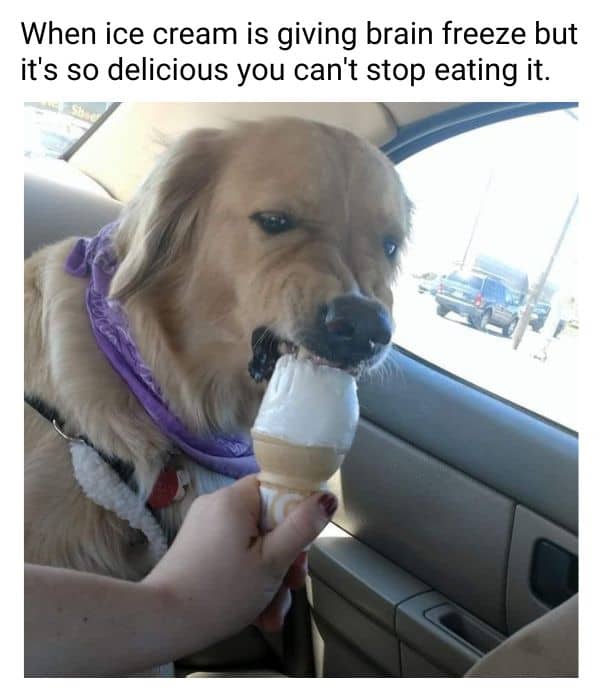 Funny Ice Cream Meme on Dog