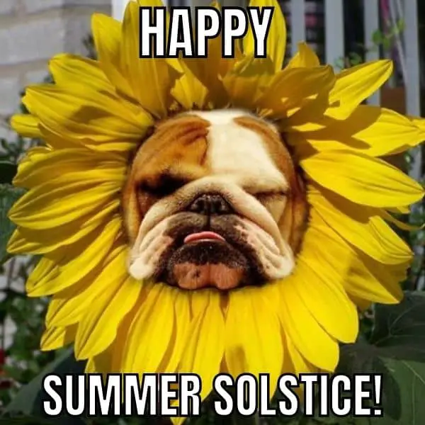 Happy Summer Solstice Meme on Bulldog Sunflower