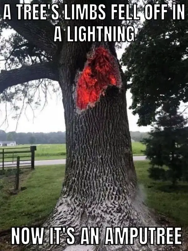 Lightning Meme on Tree