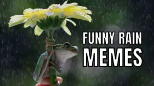 Rain Memes on Frog