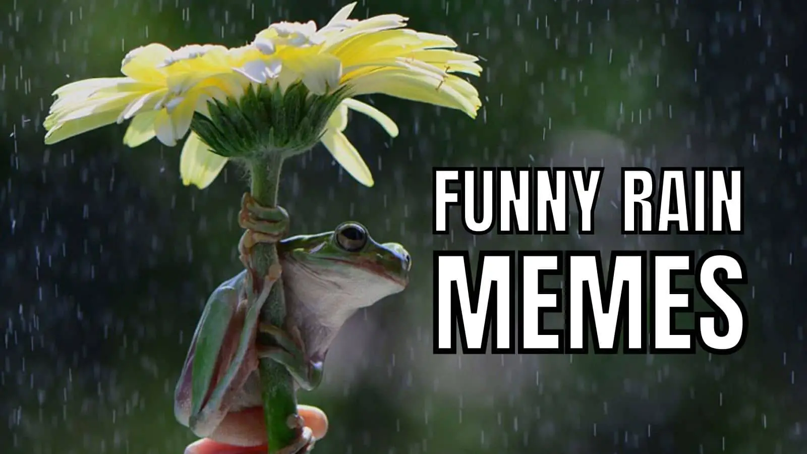 20 Rain Memes To Lift Dampened Moods In 2023 - HumorNama