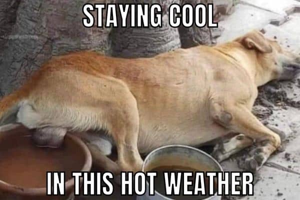 Staying Cool In The Heat Meme