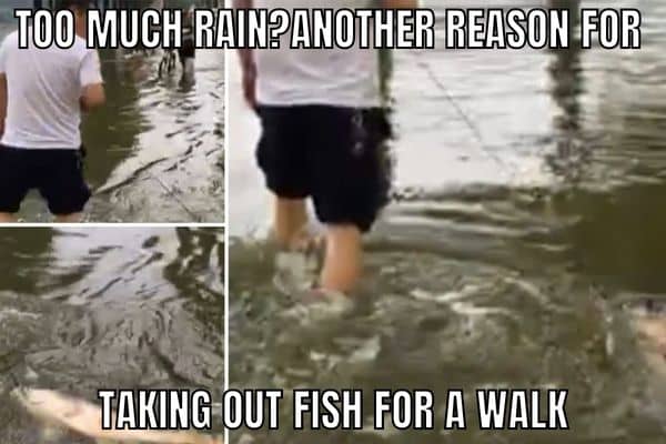 Too Much Rain Meme on Fish