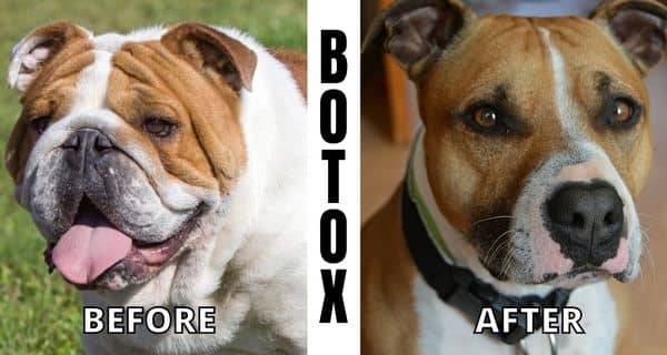 Botox Face Meme on Dog