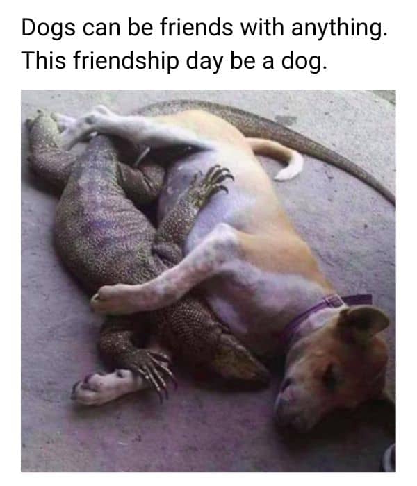 Dog Sleeping With Crocodile Meme on Friend