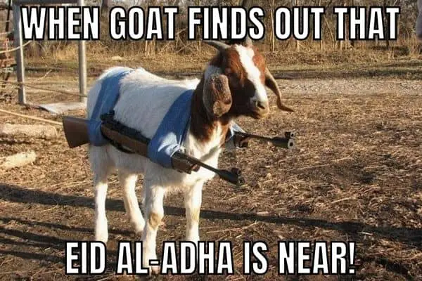Eid Al-Adha Meme on Goat
