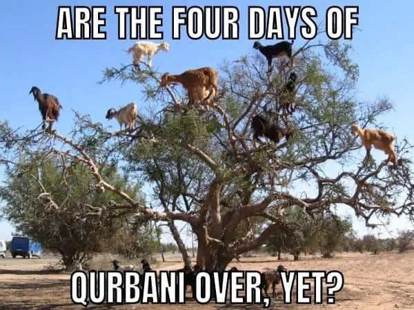 Funny Bakrid Meme on Qurbani