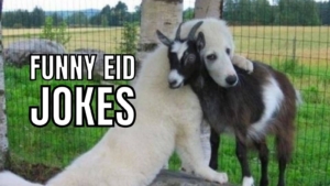 Funny Eid Jokes on Hug